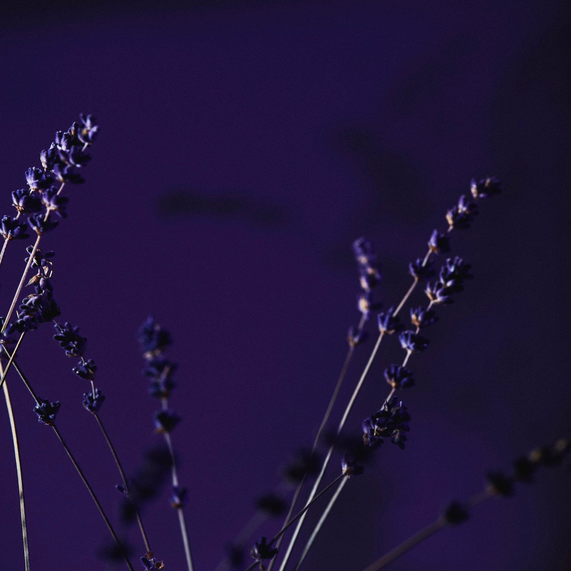 Organic Lavender Flowers March