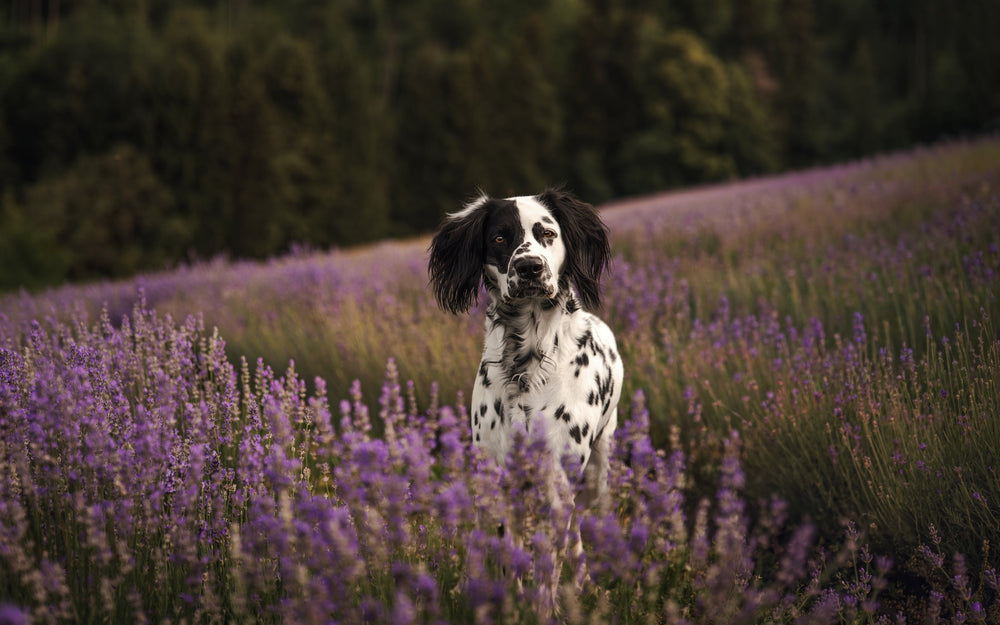 Hundeshampoo - hergestellt in Österreich