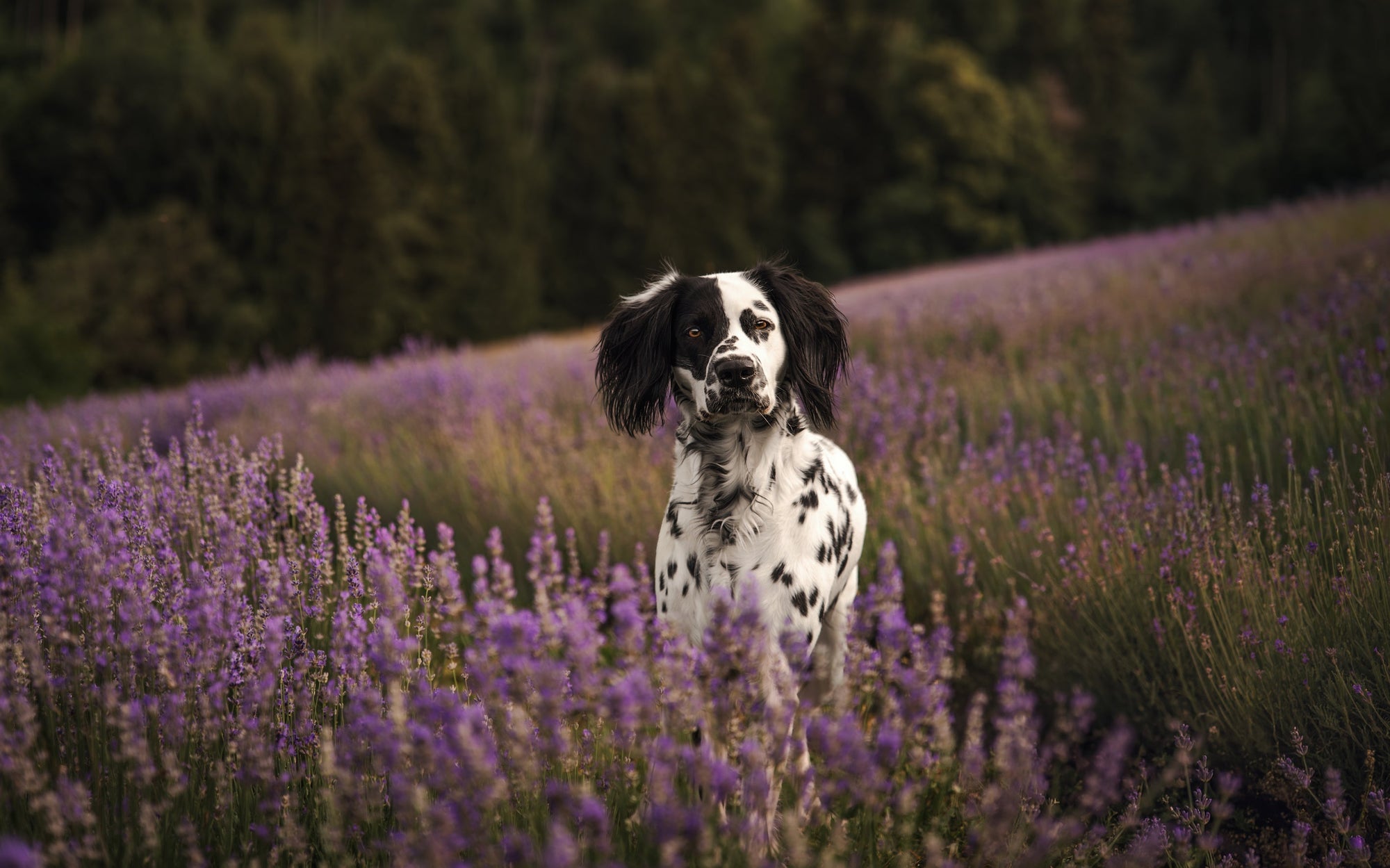 Hundeshampoo - hergestellt in Österreich