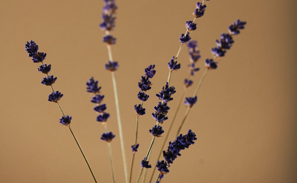 Hast du diese Fakten über Lavendel schon gewusst?