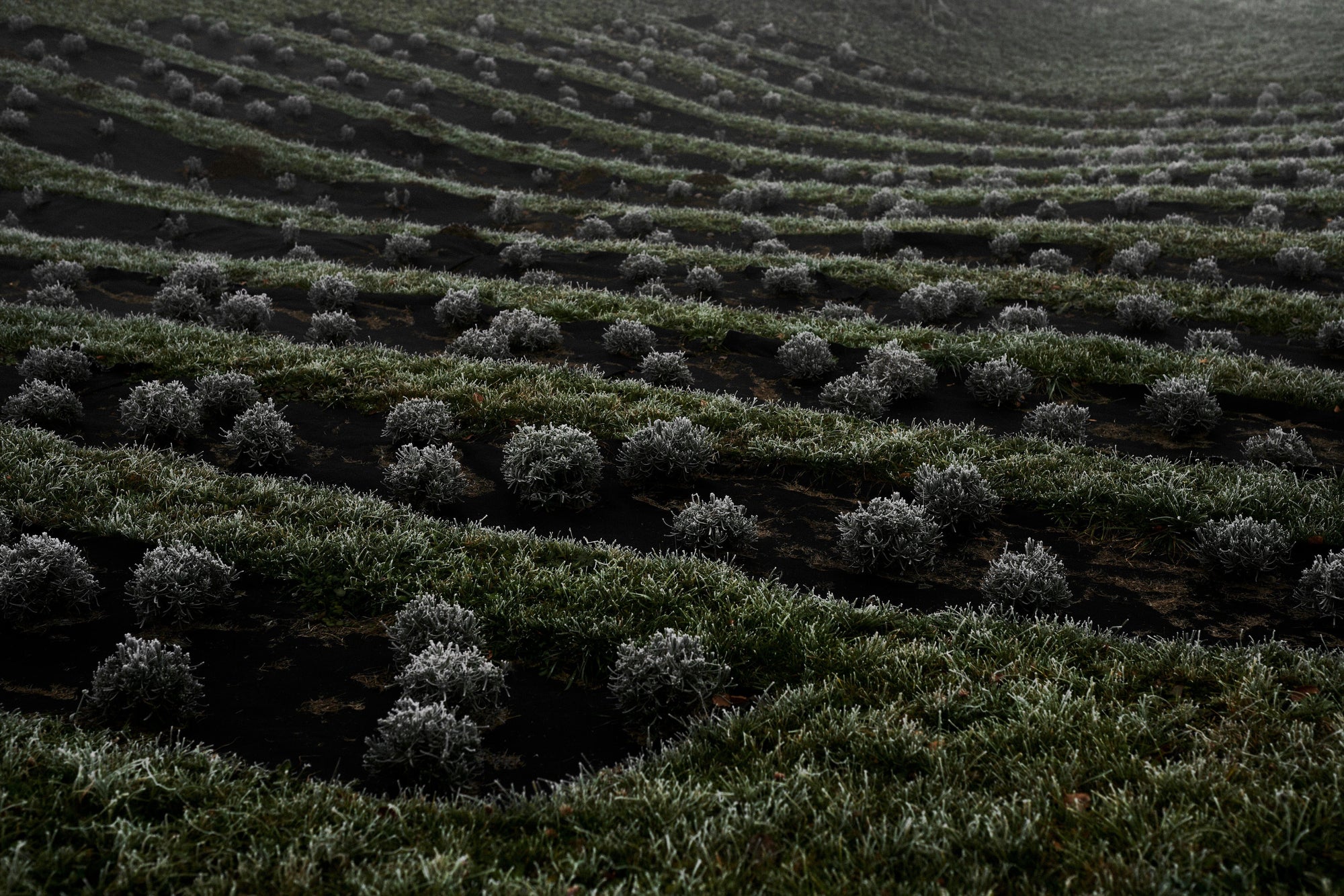 Soll man Lavendel im Herbst zurückschneiden?