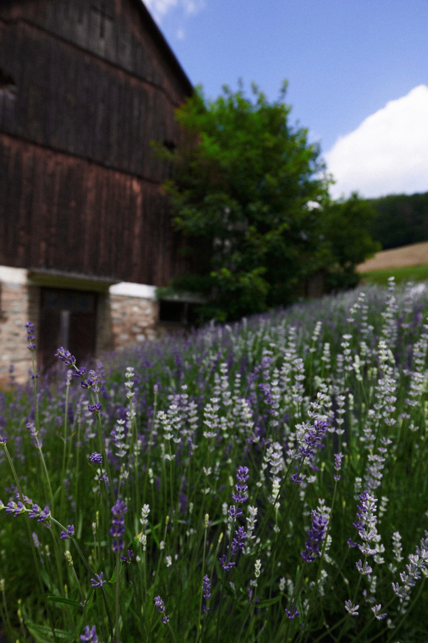 Wann und wie erntet man Lavendel?