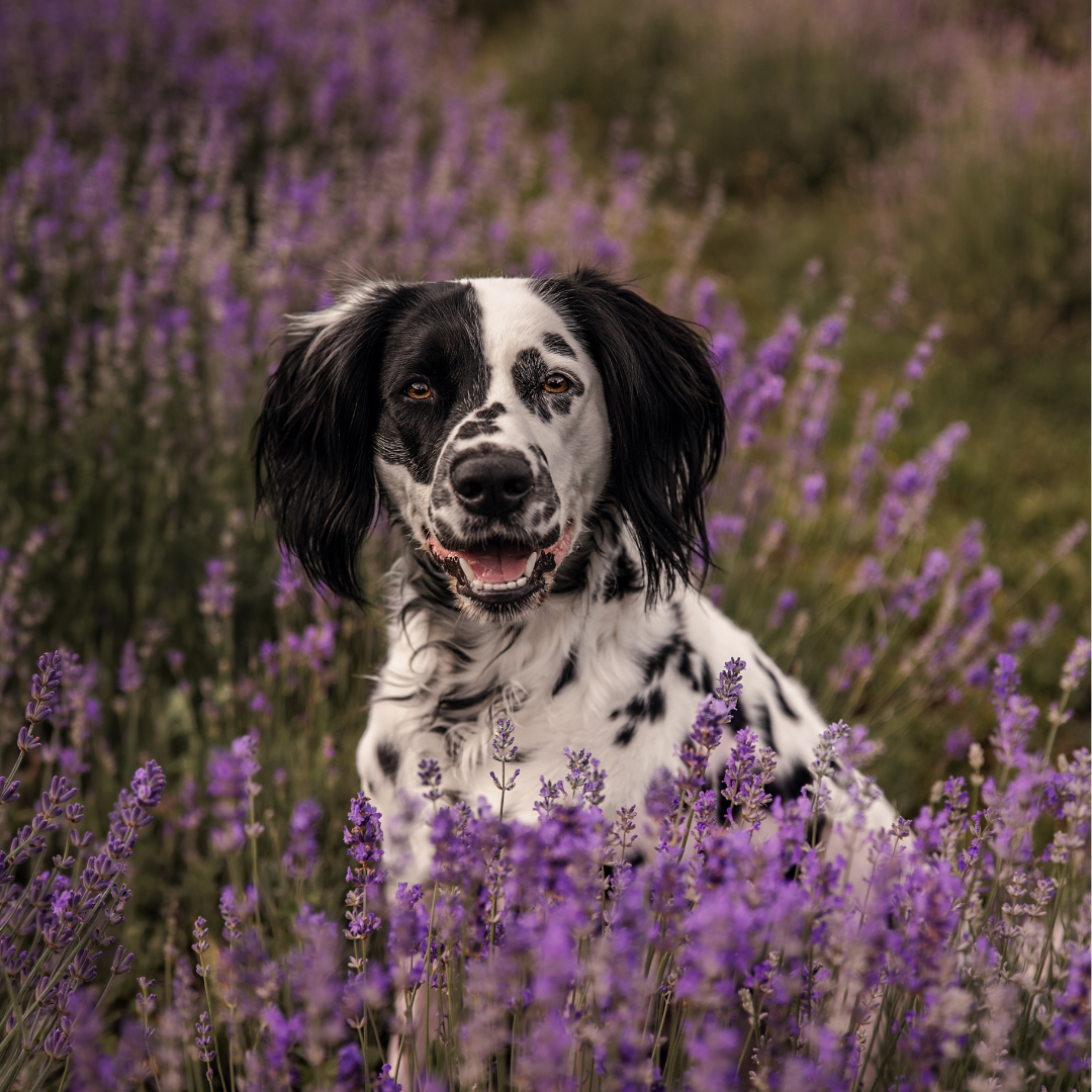 Lavender Dog Shampoo