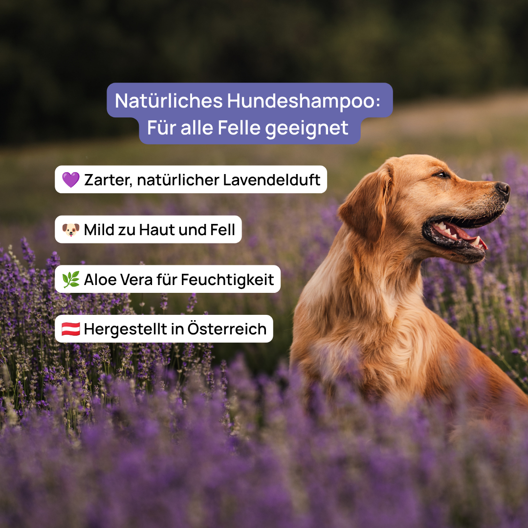 Lavender Dog Shampoo